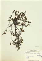 藏品(越橘葉蔓榕)的圖片